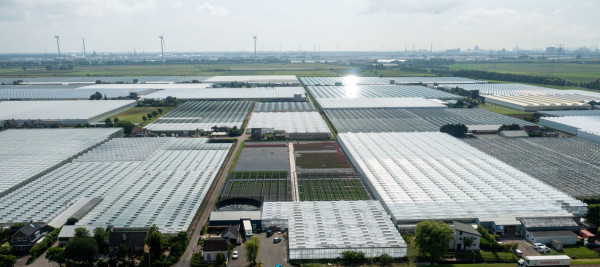 locatie Maasdijk