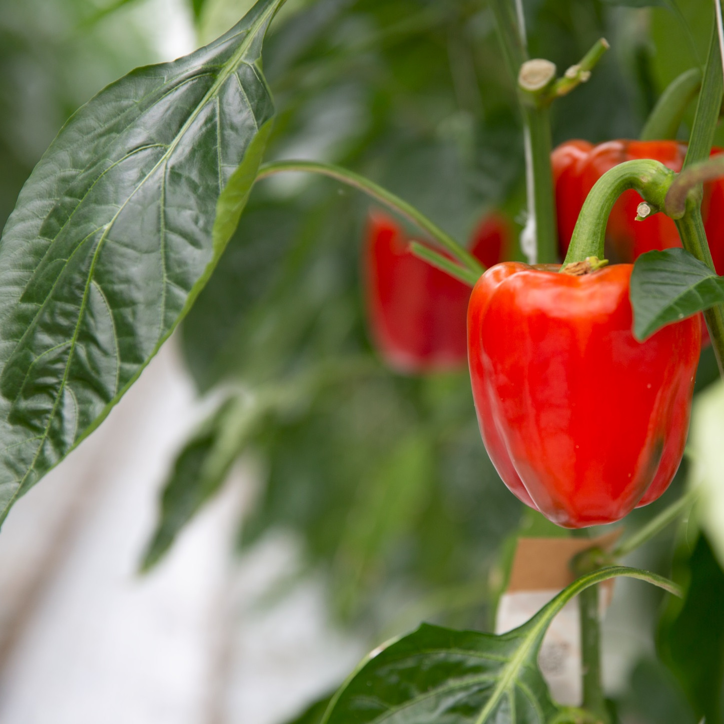 paprika in kas